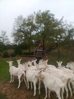 Formation/Stage Guider des chèvres en montagne et fabriquer du fromage bio septembre 2011