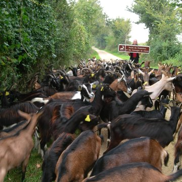Rallye à la découverte des fermes et des fromages de chèvre avril 2011