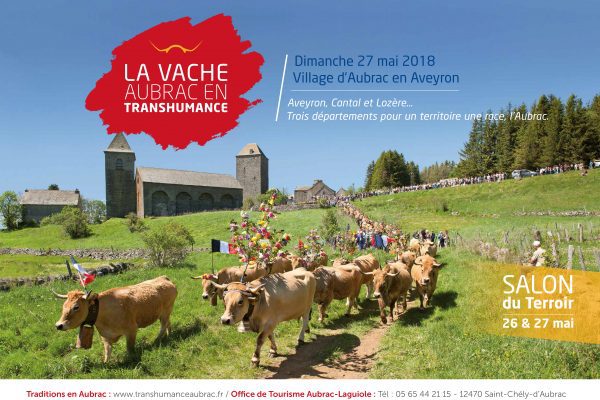 La vache Aubrac en transhumance à Saint-Chély d'Aubrac (12) - Mai 2018