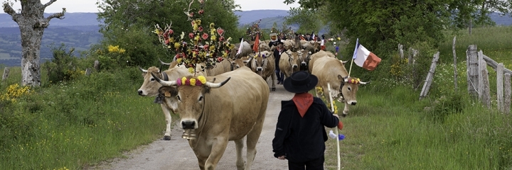 La vache Aubrac en transhumance à Saint-Chély d'Aubrac (12)