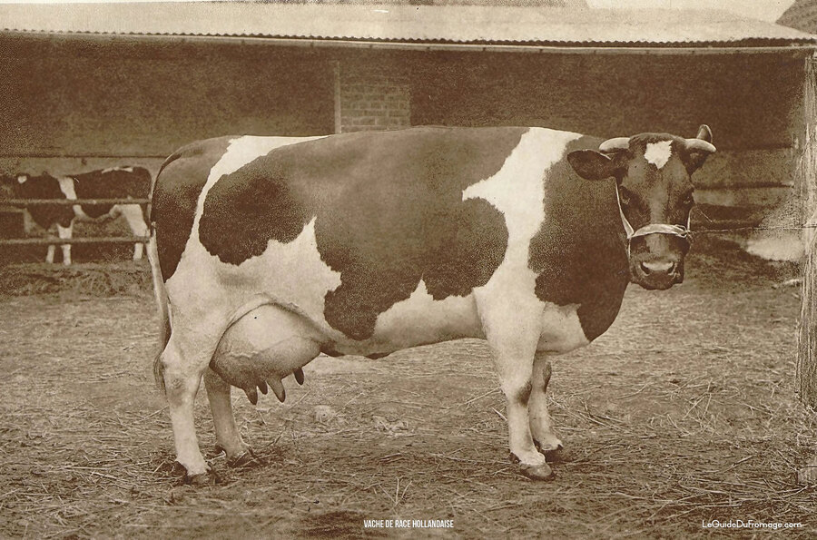 Vache de race hollandaise